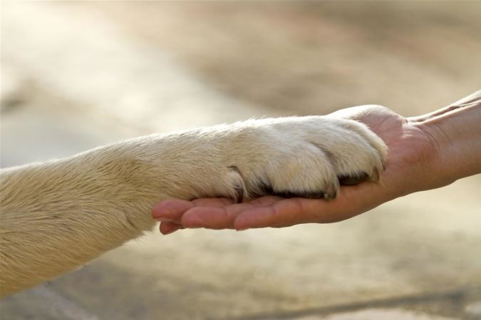 The Secrets of Training Dogs Are Now Revealed 10 Secrets To Dog Training