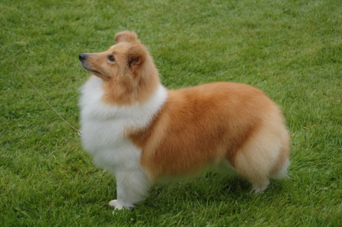 Top 10 Smartest Dog Breeds in the World 12 Shetland-Sheepdog-2