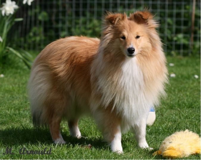 Top 10 Smartest Dog Breeds in the World 11 Shetland Sheepdog