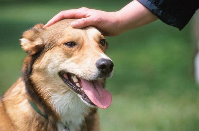 Training Tips To Make A Great Dog