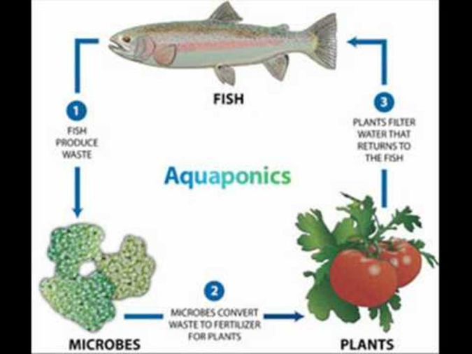 aquaponics Organic Gardening Secret for Growing Plants Abundantly and Quickly