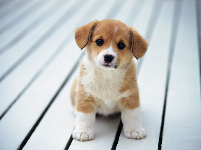 beagle-puppies-puppy-fun What Are the Most Popular Dog Breeds in the World?