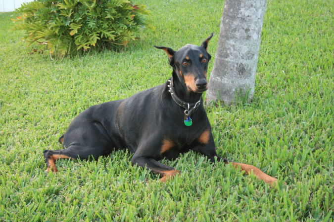 Top 10 Smartest Dog Breeds in the World 13 beautiful_doberman_pinscher_by_emilytheblonde