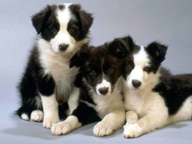 Top 10 Smartest Dog Breeds in the World 24 border-collie-puppies-15