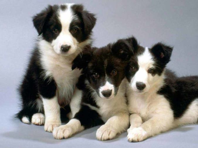 border-collie-puppies-15 Top 10 Smartest Dog Breeds in the World
