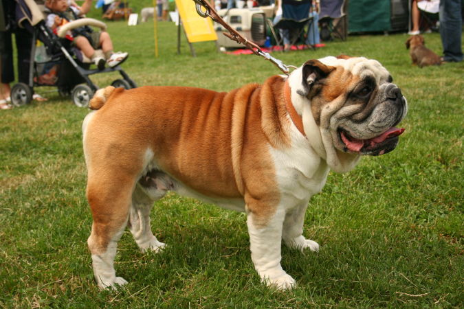 bulldog4 What Are the Most Popular Dog Breeds in the World?