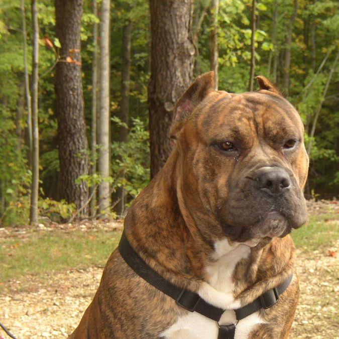 "Watch out" and Keep Away from These 10 Most Dangerous Dogs 9 caes-presa-canario