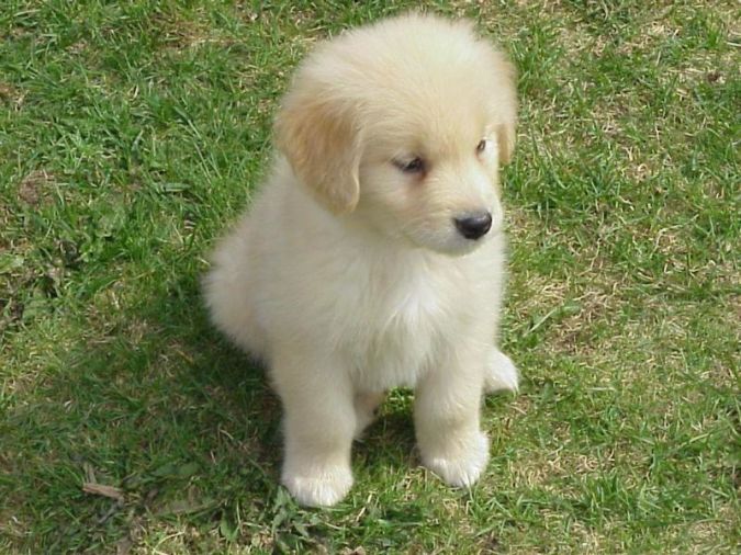 cute puppy dogs-golden-retriever