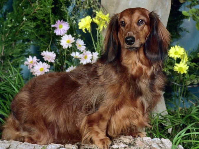 dachshund-dog What Are the Most Popular Dog Breeds in the World?