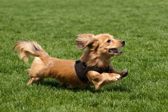 dachshund
