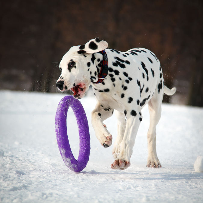 "Watch out" and Keep Away from These 10 Most Dangerous Dogs 6 dalmatian_puppy_by_deingel_dog_stock