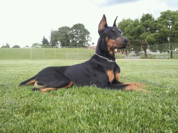 Top 10 Smartest Dog Breeds in the World 14 doberman-pinscher