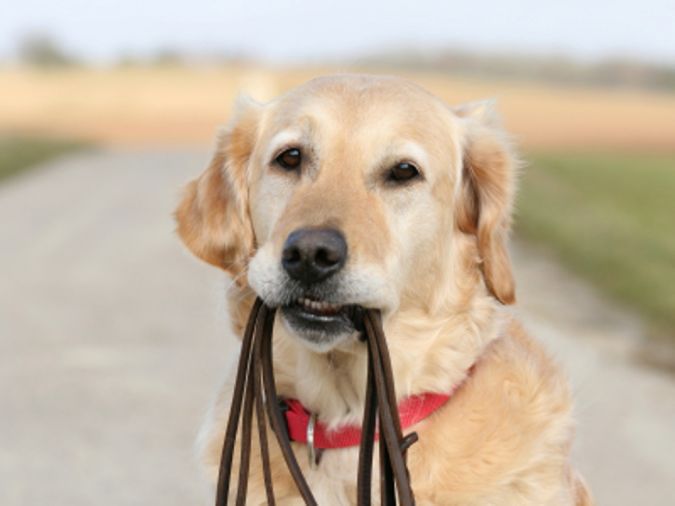 The Secrets of Training Dogs Are Now Revealed 6 dog training business