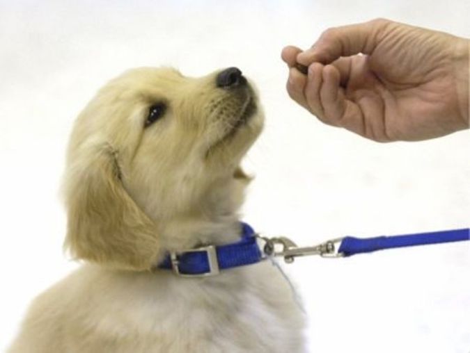 The Secrets of Training Dogs Are Now Revealed 4 DOG TRAINING 6