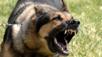 "Watch out" and Keep Away from These 10 Most Dangerous Dogs 21 german shepherd open the big mouth 93829 1600x1200 "Watch out" and Keep Away from These 10 Most Dangerous Dogs - 8 Pomsky