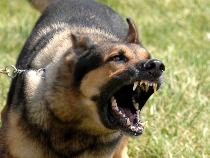 "Watch out" and Keep Away from These 10 Most Dangerous Dogs 17 german-shepherd-open-the-big-mouth_93829-1600x1200