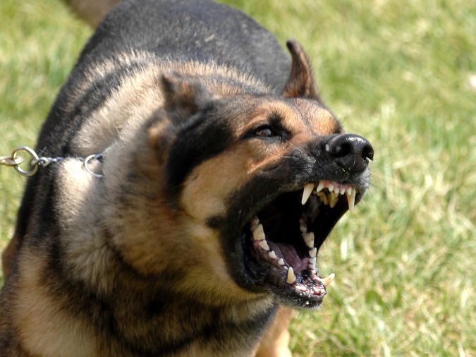 german-shepherd-open-the-big-mouth_93829-1600x1200 "Watch out" and Keep Away from These 10 Most Dangerous Dogs