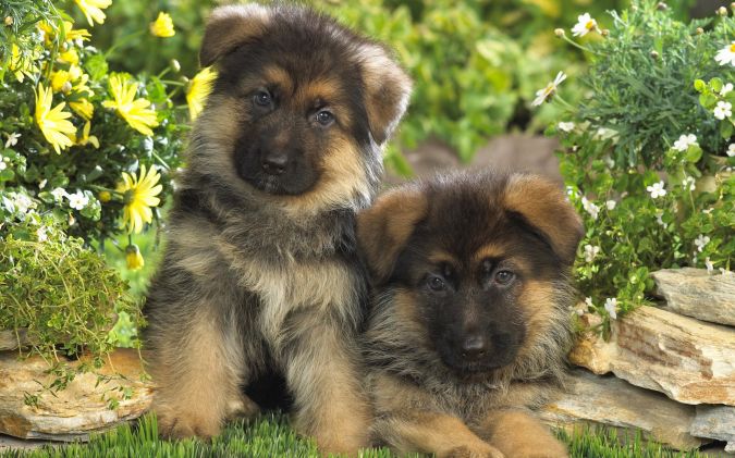german-shepherd-wall-together-pup What Are the Most Popular Dog Breeds in the World?
