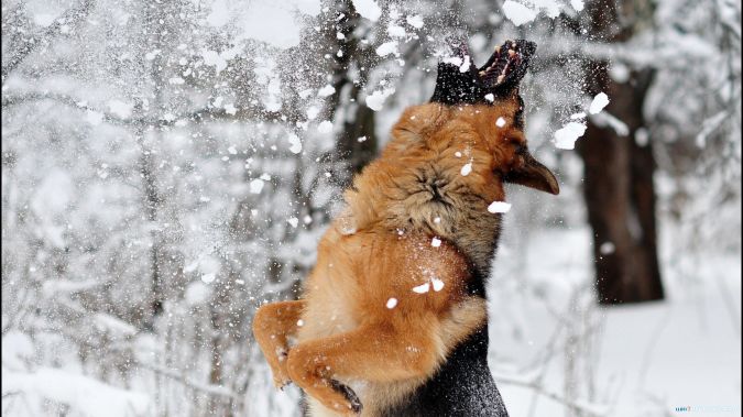 Top 10 Smartest Dog Breeds in the World 20 german_shepherd_dog