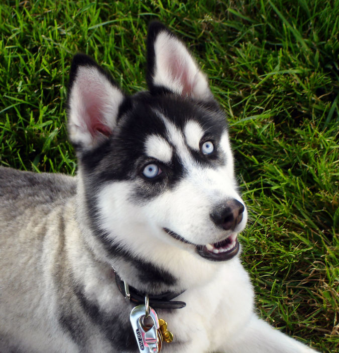 "Watch out" and Keep Away from These 10 Most Dangerous Dogs 4 happy-siberian-husky-dog-photo