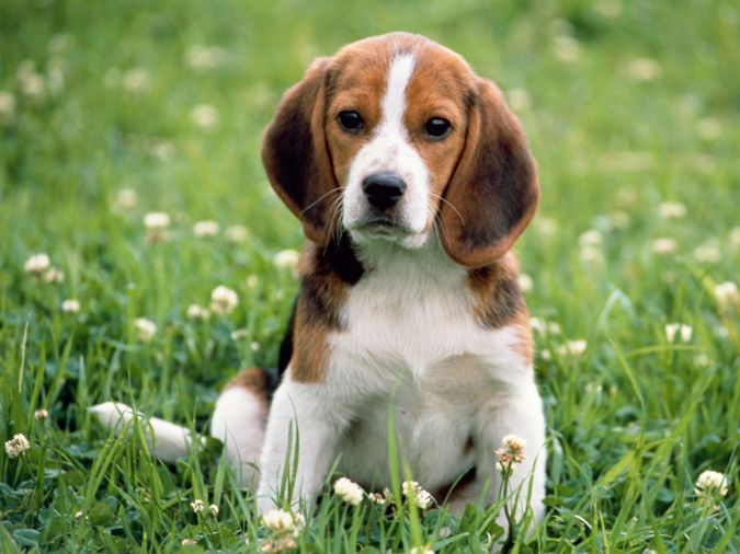 kerry-beagle-dog-in-flowers-photo