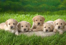 labrador retriever puppies wallpapers 12 What Are the Most Popular Dog Breeds in the World? - 11 peacocks