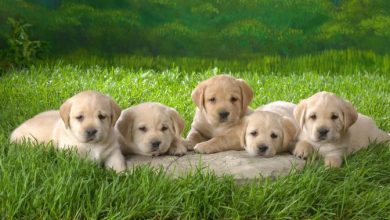 labrador retriever puppies wallpapers 12 What Are the Most Popular Dog Breeds in the World? - 8