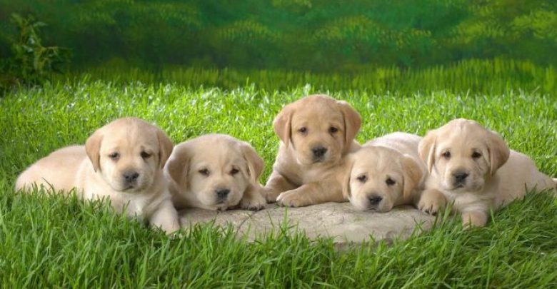 labrador retriever puppies wallpapers 12 What Are the Most Popular Dog Breeds in the World? - dogs for home 1