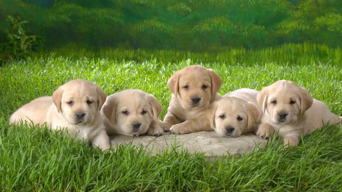labrador-retriever-puppies-wallpapers-12 What Are the Most Popular Dog Breeds in the World?