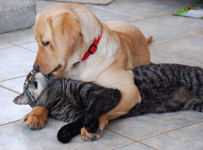 labrador-retriever-puppy-kisses-cat