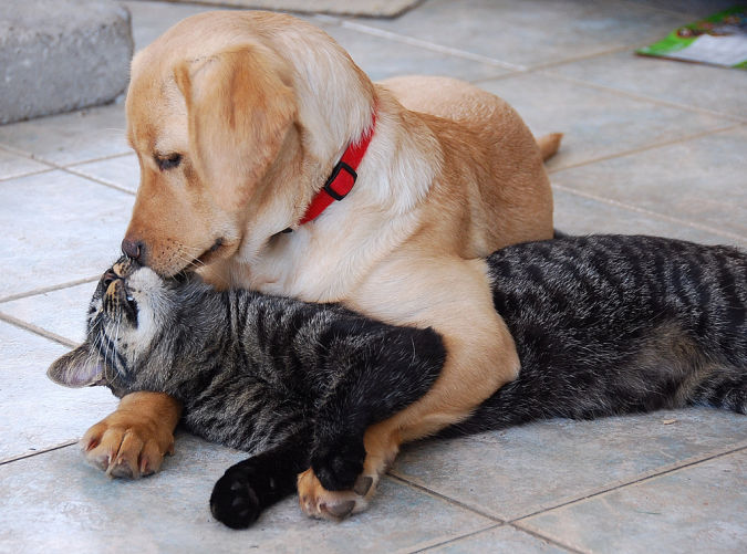 labrador-retriever-puppy-kisses-cat What Are the Most Popular Dog Breeds in the World?