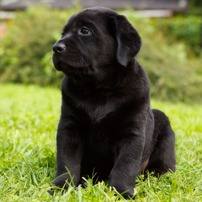 labrador-retriever What Are the Most Popular Dog Breeds in the World?