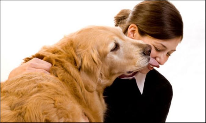 The Secrets of Training Dogs Are Now Revealed 13 older dog