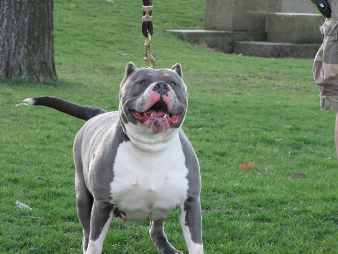 pitbull-blue-hembra "Watch out" and Keep Away from These 10 Most Dangerous Dogs