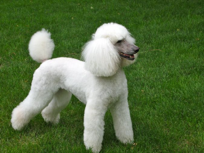 poodle.