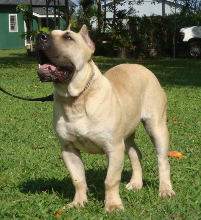 "Watch out" and Keep Away from These 10 Most Dangerous Dogs 8 presa canario