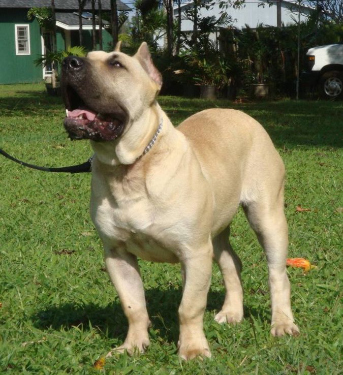 presa-canario "Watch out" and Keep Away from These 10 Most Dangerous Dogs
