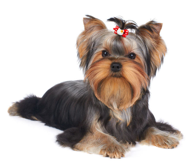 puppy-of-the-yorkshire-terrier-konstantin-gushcha What Are the Most Popular Dog Breeds in the World?