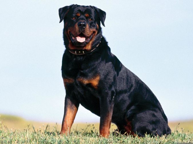 rottweiler-adult-sitting-on-ground What Are the Most Popular Dog Breeds in the World?