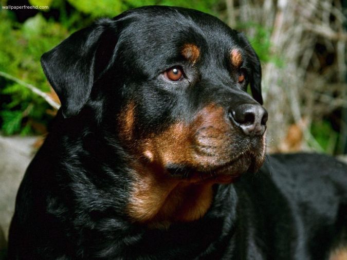 rottweiler-dog-face-photo Top 10 Smartest Dog Breeds in the World