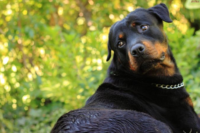 Top 10 Smartest Dog Breeds in the World 5 rottweiler-zielen