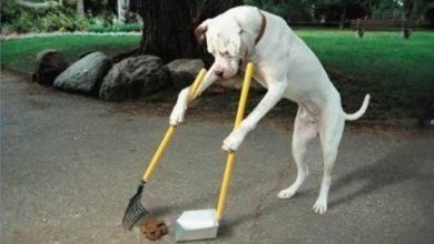 sweep the floor The Secrets of Training Dogs Are Now Revealed - 8