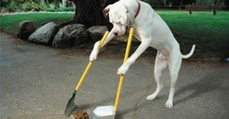 sweep the floor The Secrets of Training Dogs Are Now Revealed - house train dogs 1