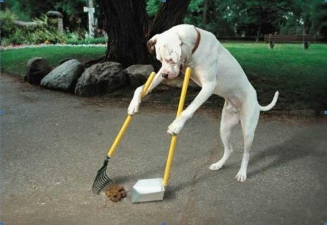 The Secrets of Training Dogs Are Now Revealed 5 sweep the floor