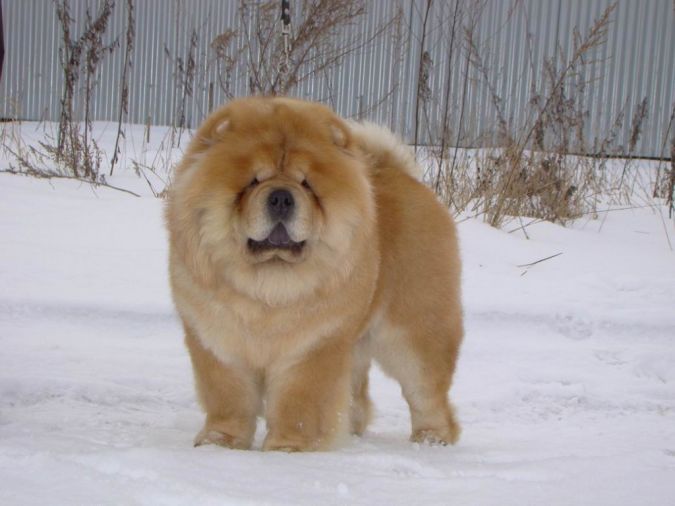 sweet-chow-chow-dogs-chow-on-the-snow