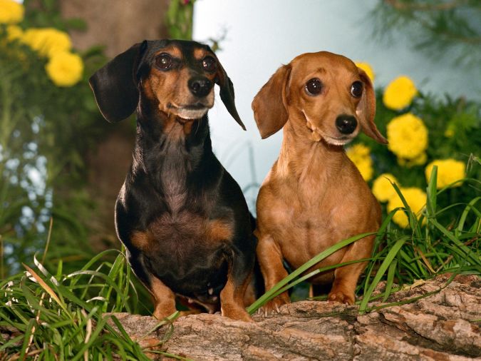 two dachshunds