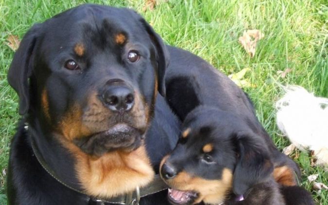 two-rottweiler