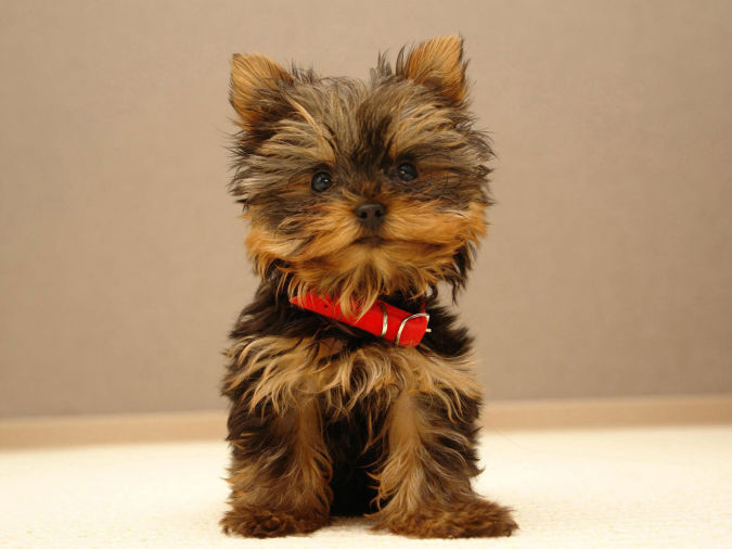 yorkshire_terrier-