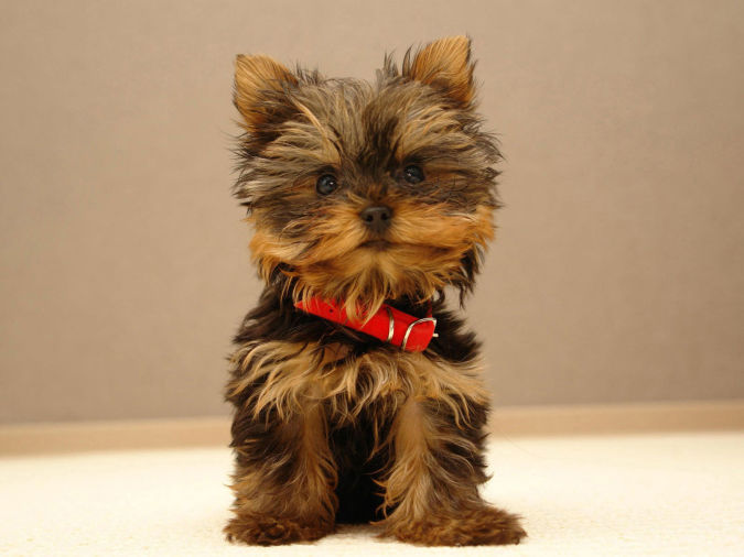 yorkshire_terrier- What Are the Most Popular Dog Breeds in the World?