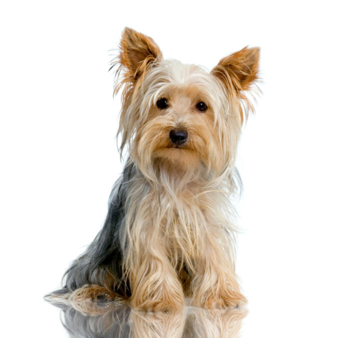Portrait of yorkshire Sitting in front of white background